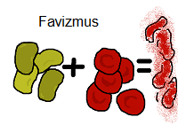 favizmus hemolýza