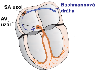Heart bachmann bundle (interatrial bundle)