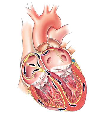 Heart electrical conduction system and cardiac muscle
