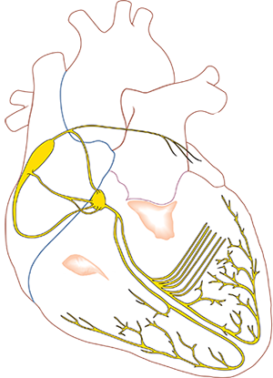 Heart myocardium and electrical conduction system - anatomy and physiology