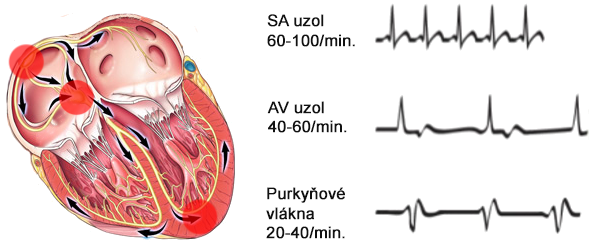 heart rhythm mechanism, sinus rhythm, junctional rhythm, vetricular rhythm